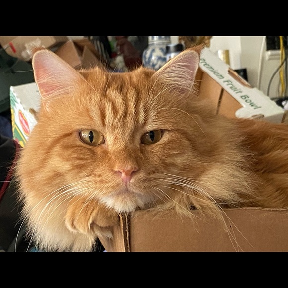 Meet your Posher, Kara - Picture 1 of 1